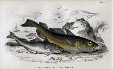 cod and haddock